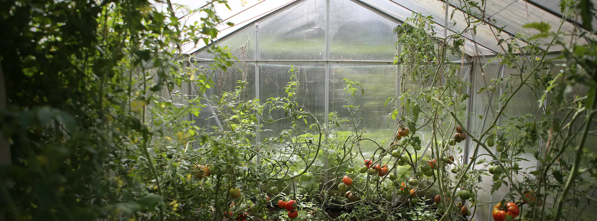 Greenhouse